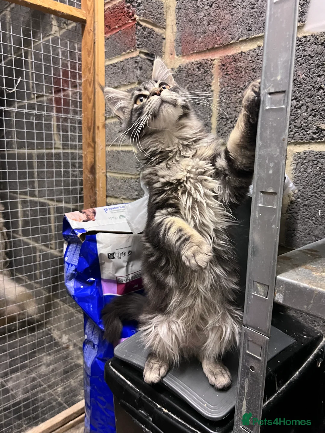 Maine Coon cats for sale: “Reduced*Gorgeous pedigree Maine coon kittens  - Advert 3