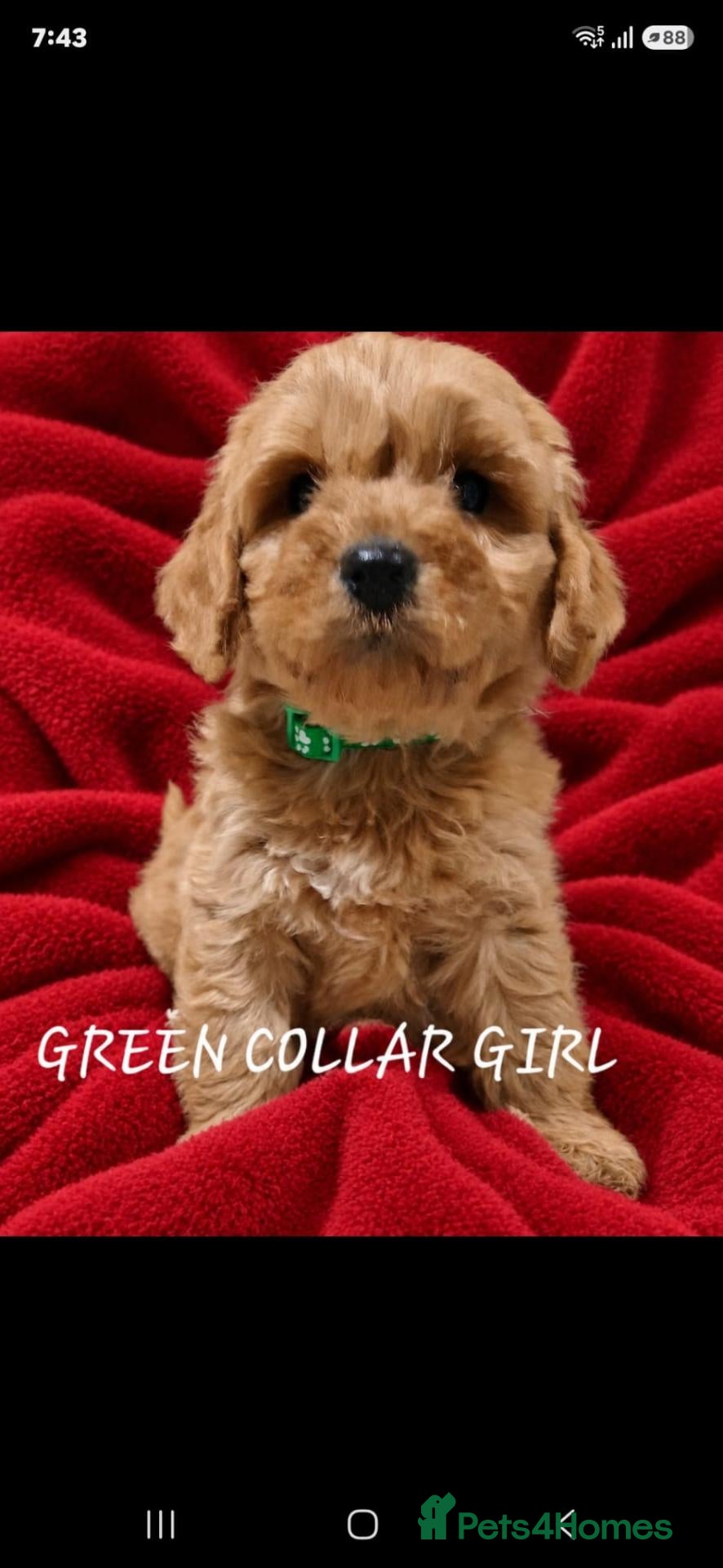 Cockapoo dogs F1 COCKAPOO PUPPIES PRA CLEAR - Advert 2