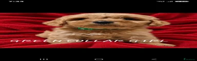 Cockapoo 1