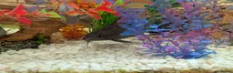 Other/Mixed Breed fish for sale: XL tropical fish  - Advert 2