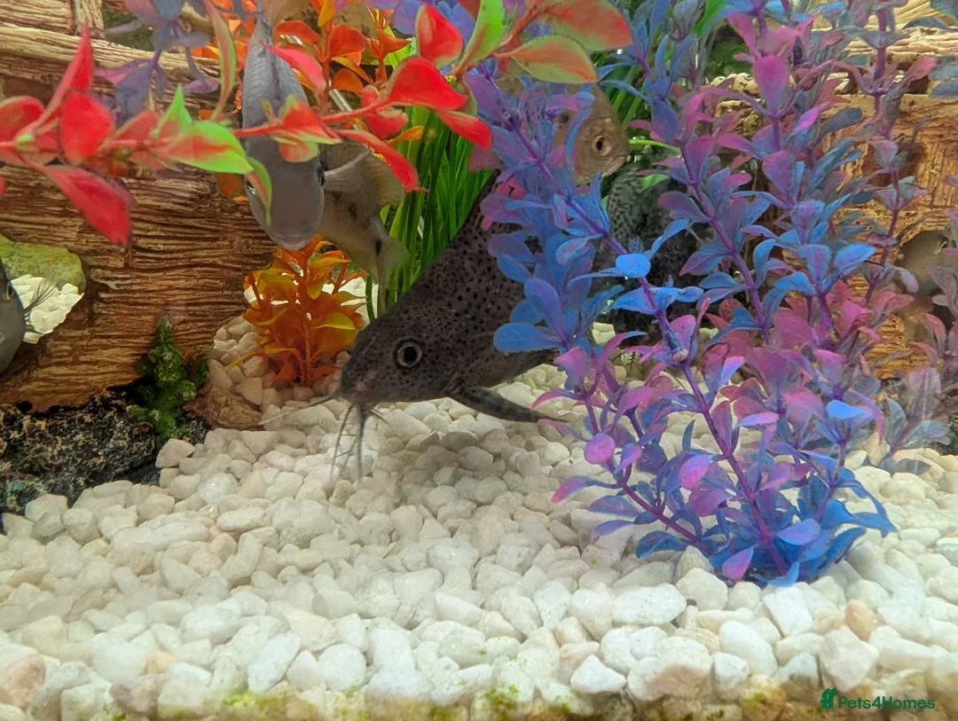 Other/Mixed Breed fish for sale: XL tropical fish  - Advert 2