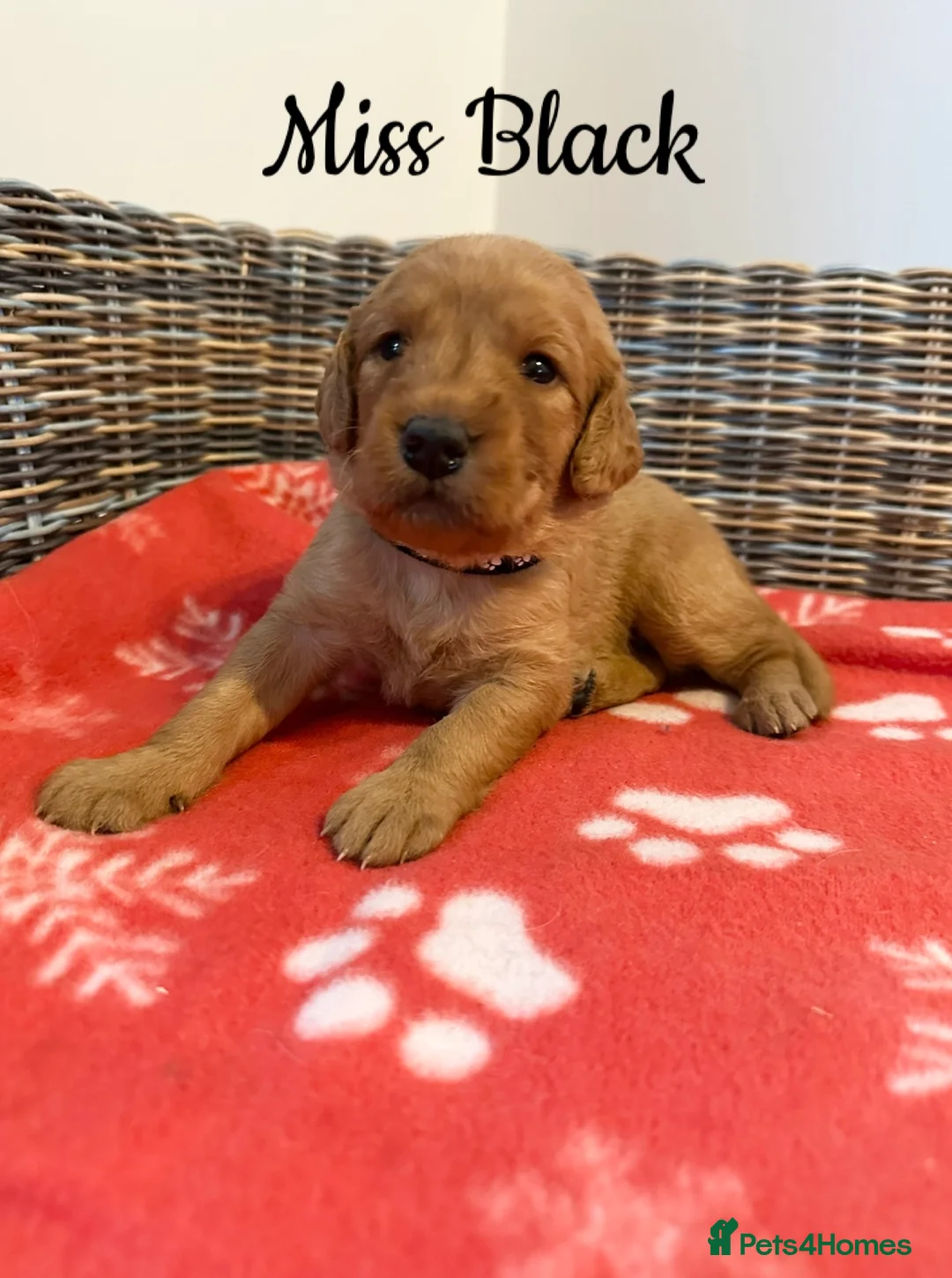 Labradoodle dogs for sale: ⭐️Fully Health Tested F1 Miniature Labradoodles⭐️ - Advert 10