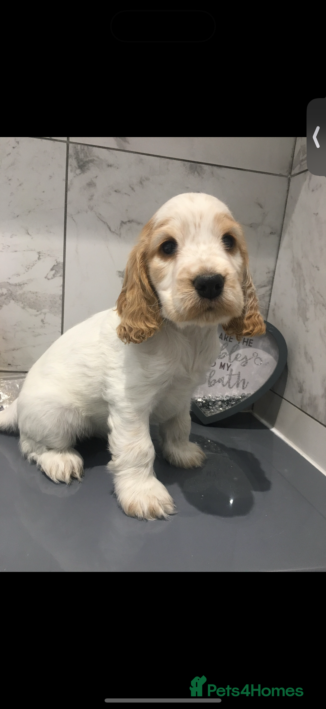 Cocker Spaniel dogs for sale: Beautiful Adult Cocker Spaniel - Advert 6