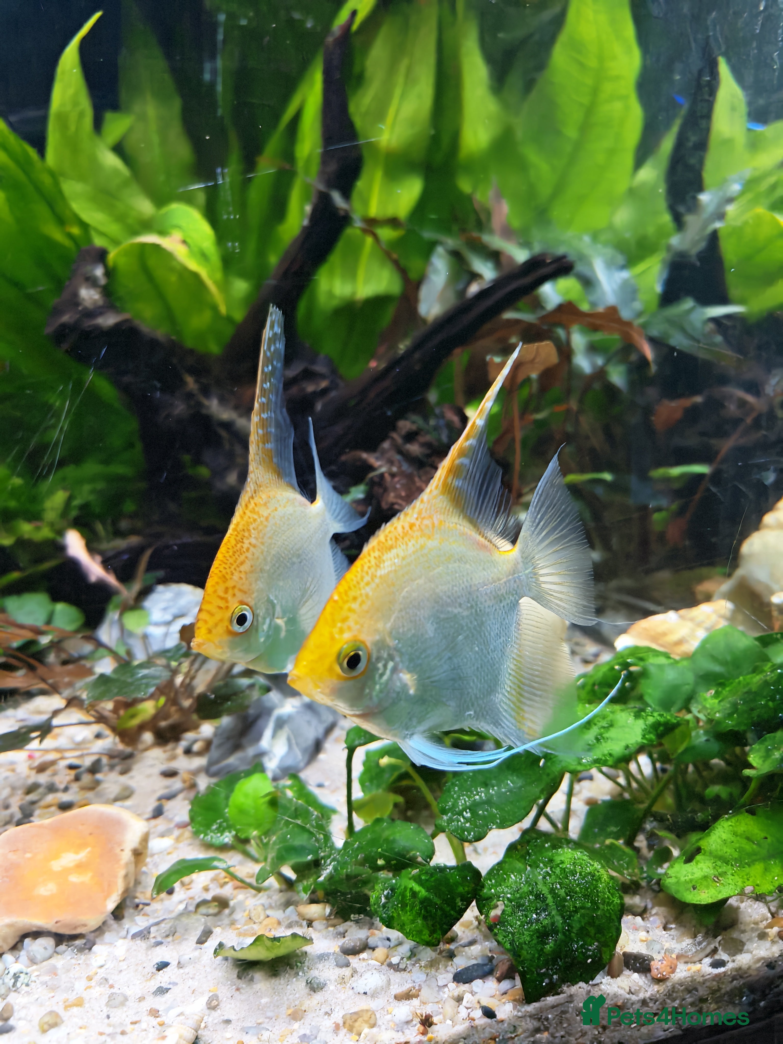 Angelfish fish Breeding pair of angelfish  - Advert 1