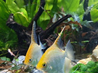 Angelfish fish for sale: Breeding pair of angelfish - Advert 1