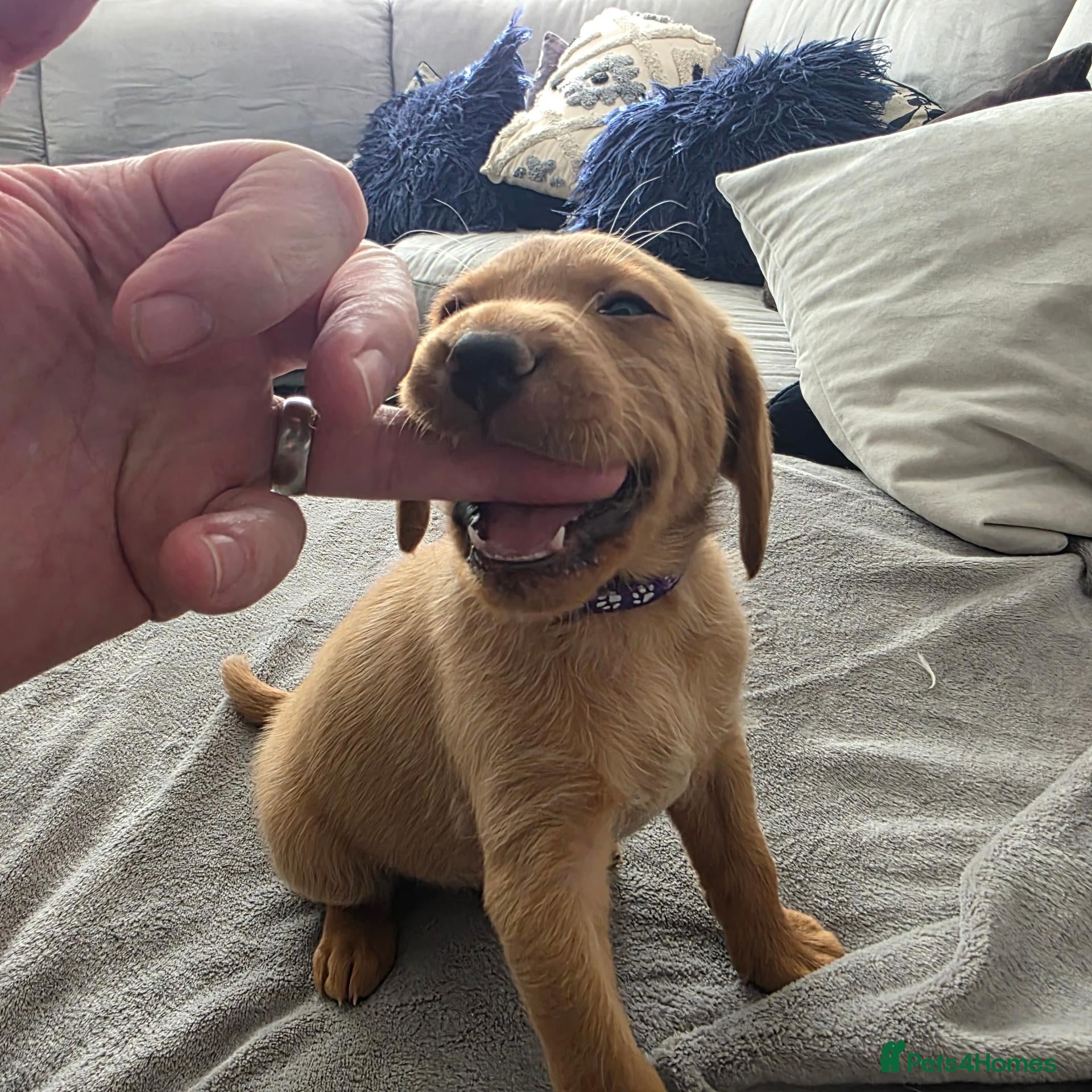 Labrador Retriever dogs Little Labradors, Ready for Their Next Adventure - Advert 2