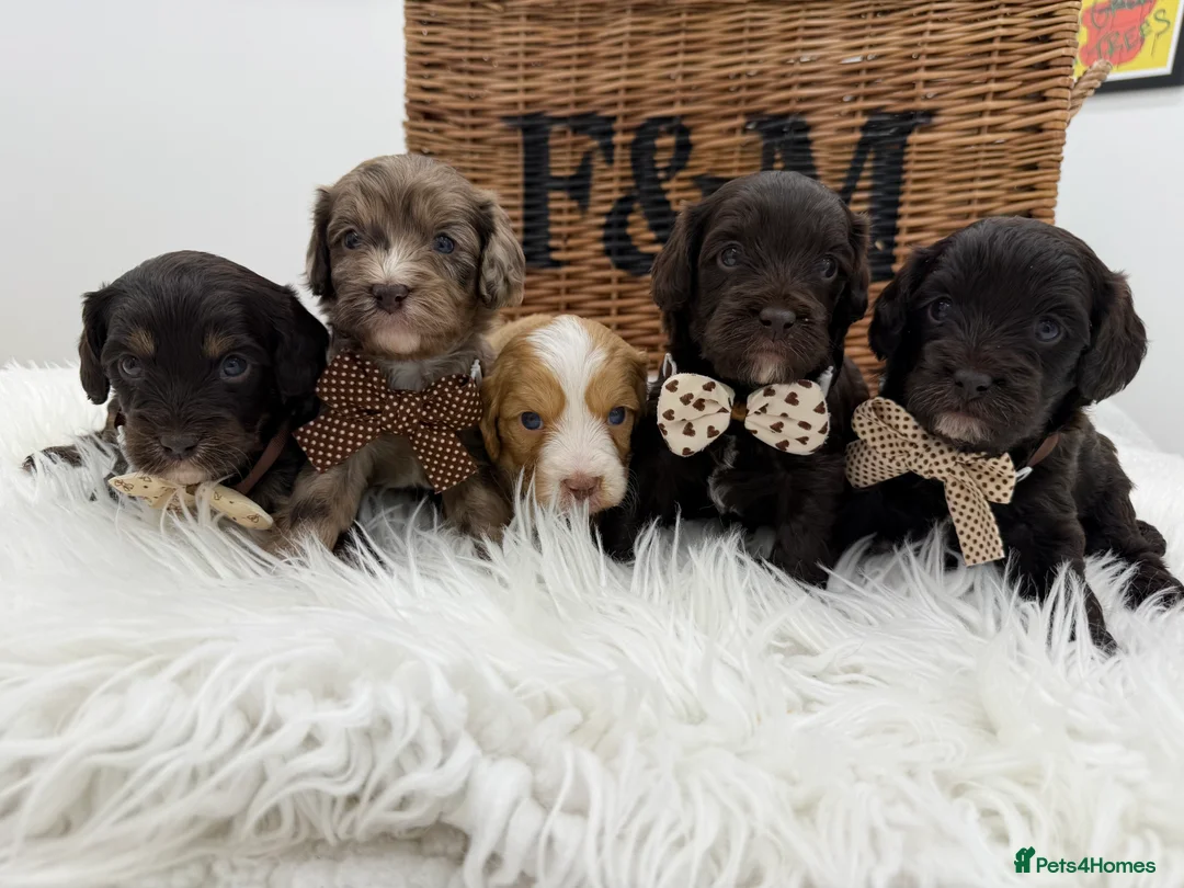 Cavapoo dogs for sale: F1 E ** tensively health tested cavapoos  - Advert 11