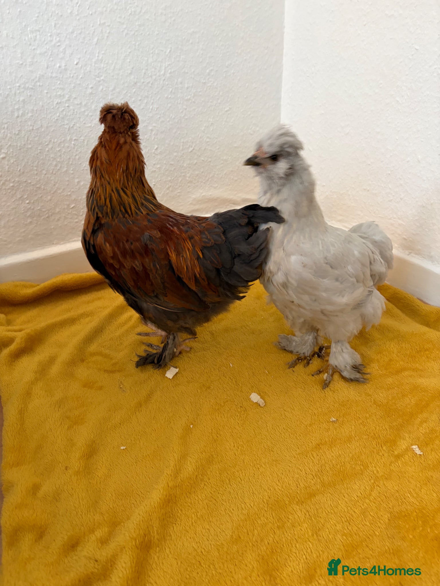 Chickens poultry Beautiful chicken - Advert 1