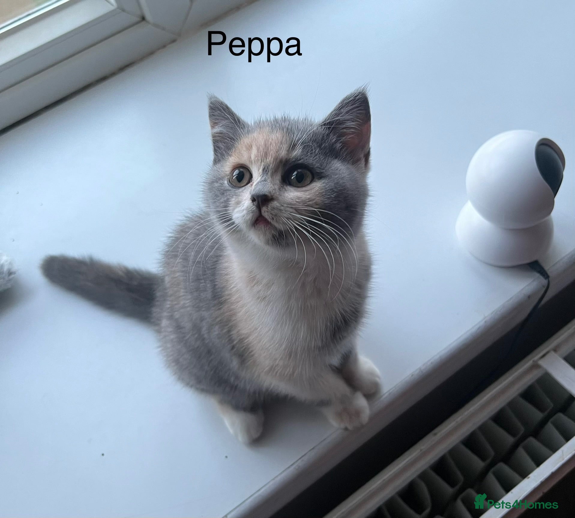 British Shorthair cats Registered Ready to go SOON British Shorthair  - Advert 8