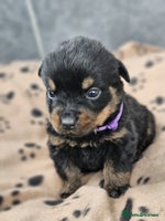 Rottweiler dogs - Advert 4