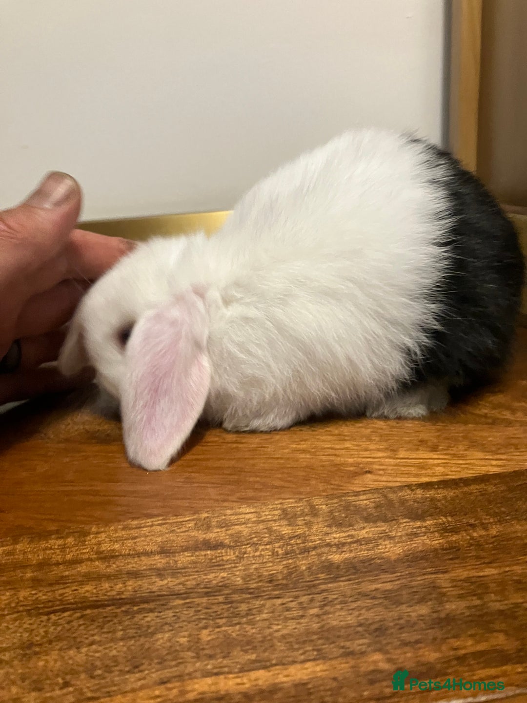 Mini Lop rabbits for sale: Mini Lop Bunnies for sale - Image 23