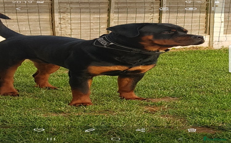 Rottweiler dogs - Advert 4