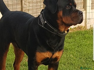 Rottweiler dogs - Advert 3