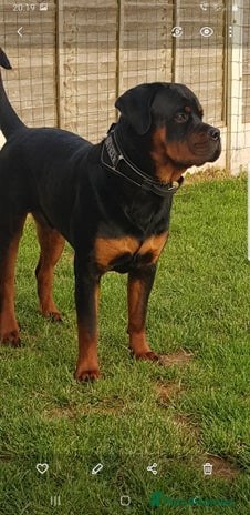 Rottweiler dogs - Advert 9