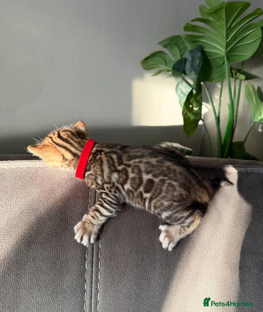 Bengal cats for sale: Beautiful Pedigree Bengal kittens for sale  - Advert 30