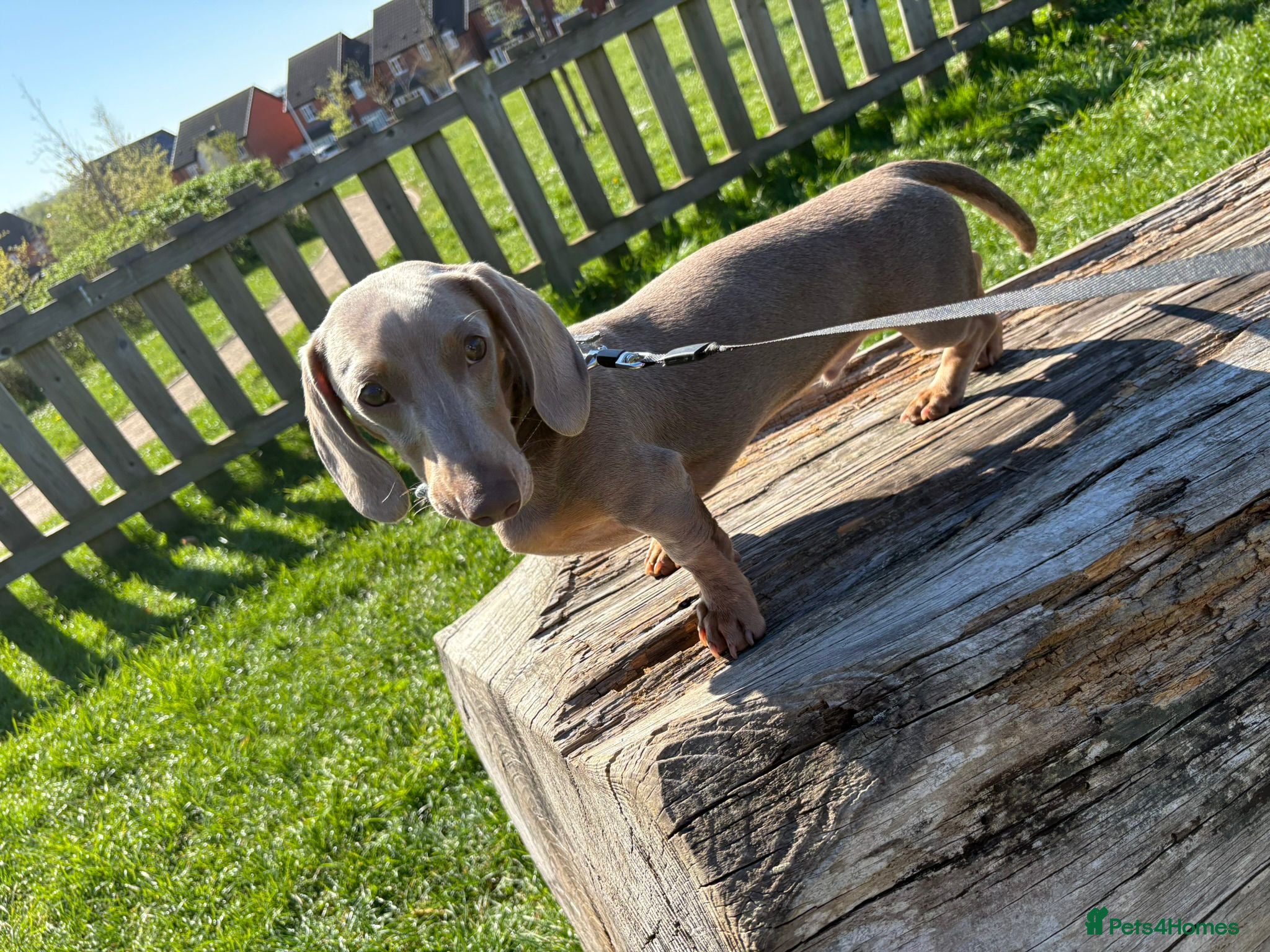 Dachshund dogs Beautiful Miniature Dachshund Puppy for Sale - Advert 2