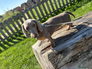 Dachshund dogs Beautiful Miniature Dachshund Puppy for Sale - Advert 3
