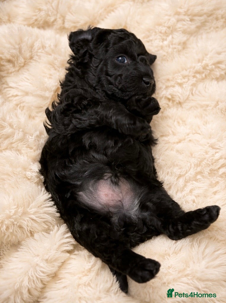 Cockapoo dogs Only 2 Left! Stunning Cockapoo Boys Ready May  - Advert 1