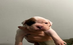 Boxer dogs for sale: 5 * kc boxer puppies  - Image 5