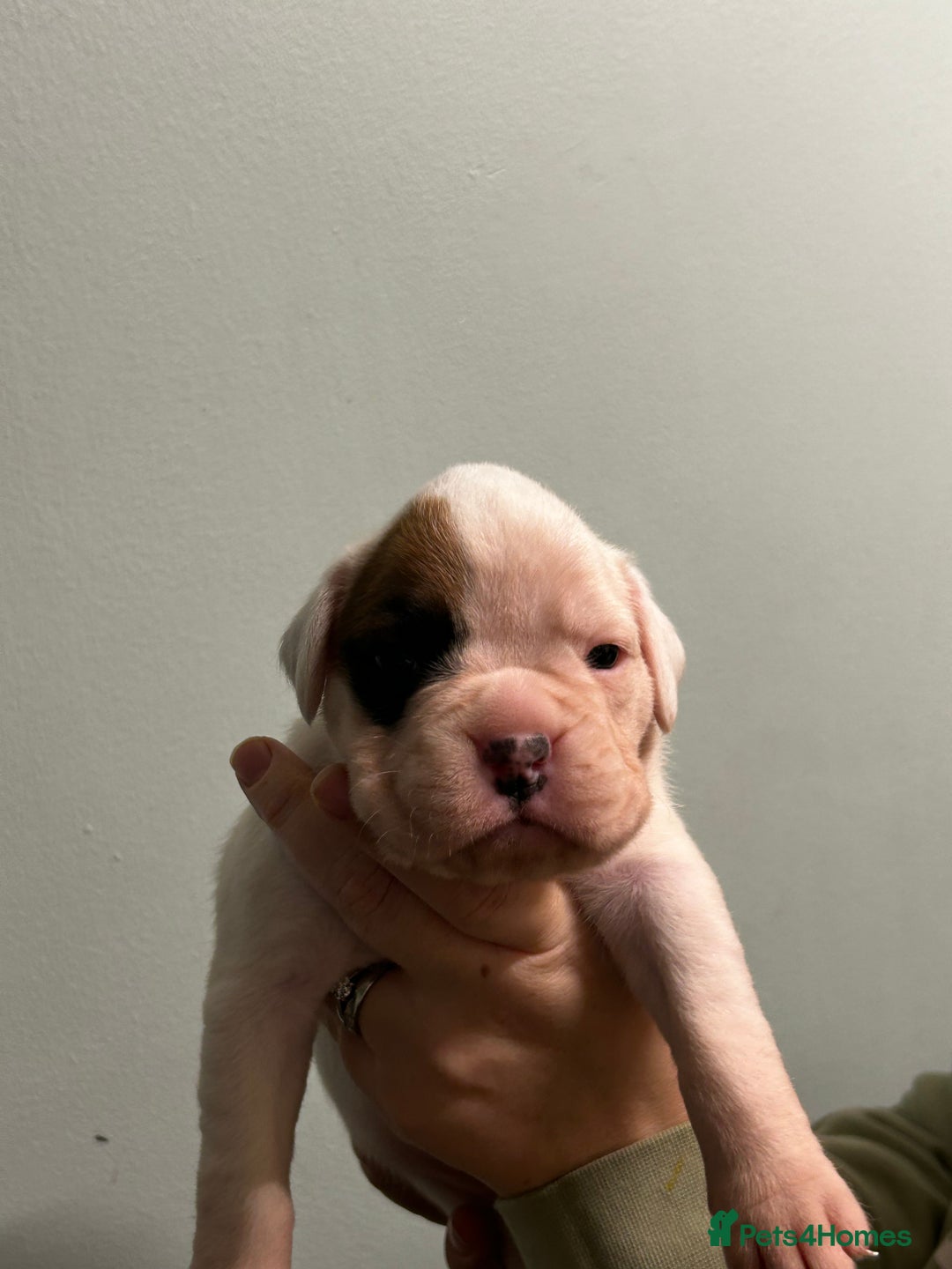 Boxer dogs for sale: 5 * kc boxer puppies  - Image 5