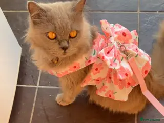 Mixed Breed cats Biscouf - Advert 1