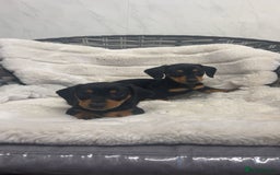 Dachshund dogs for sale: Adorable dachshund puppies ready for loving homes - Image 16