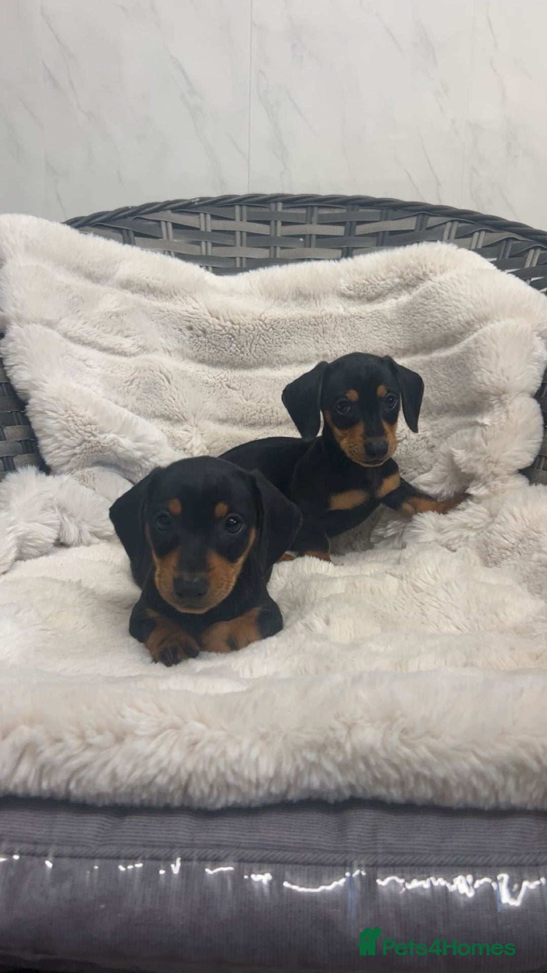 Dachshund dogs for sale: Adorable dachshund puppies ready for loving homes - Image 16