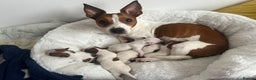 Jack Russell dogs for sale: Stunning Miniature Jack Russell Puppies!!! - Advert 20