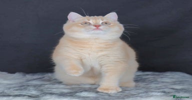 British Shorthair cats - Advert 15