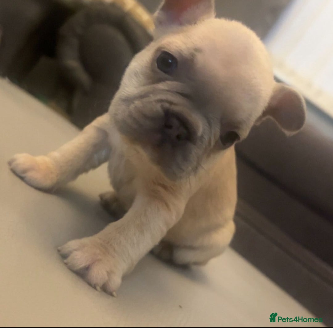 French Bulldog dogs for sale: French bulldogs reduced  ❤️  - Advert 3