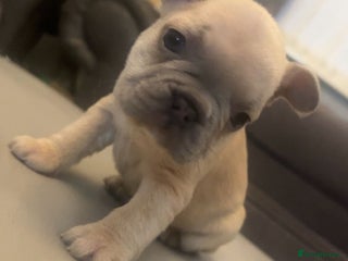 French Bulldog dogs Fabulous French bulldogs of excellent quality - Advert 16