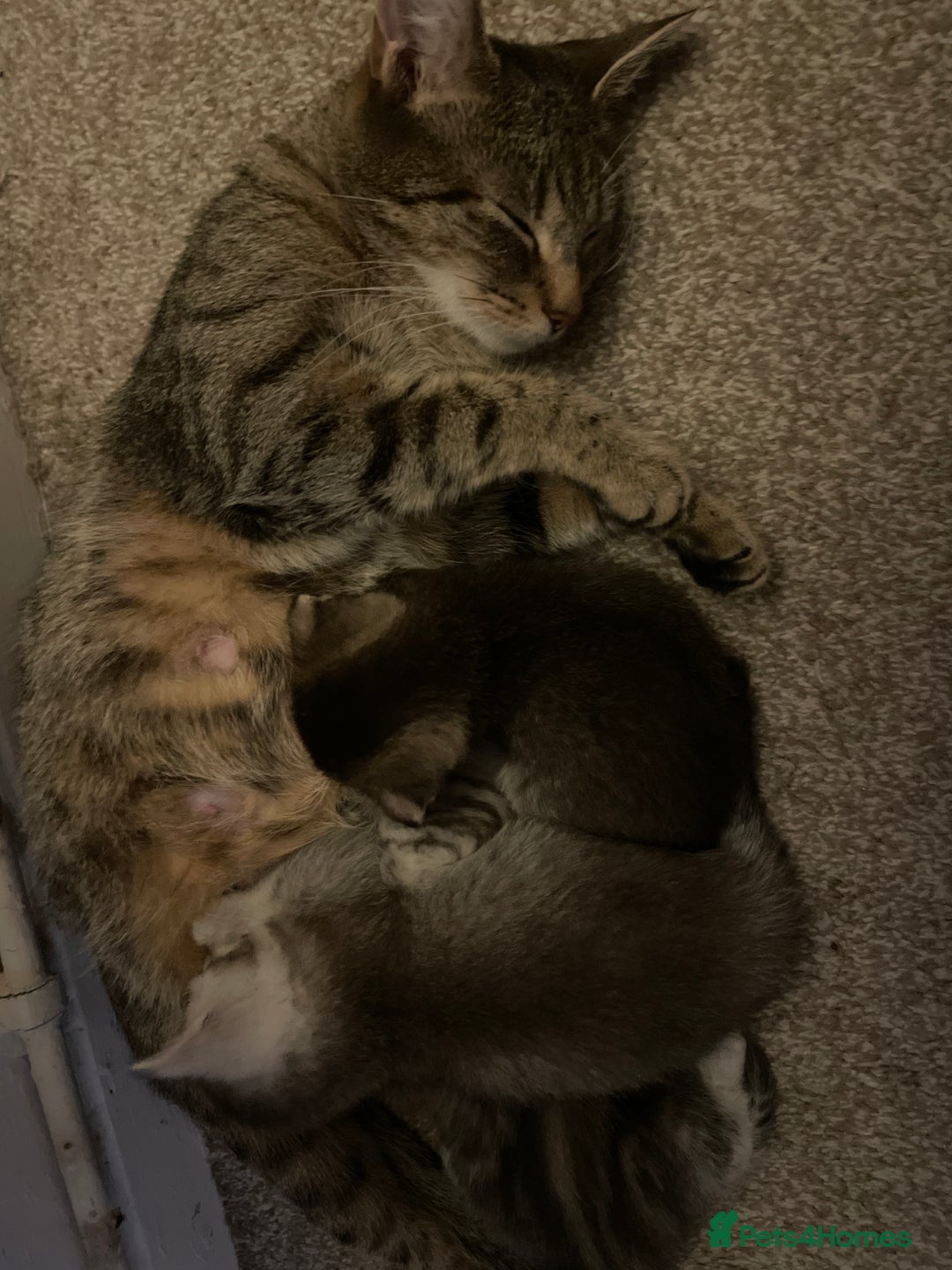 Mixed Breed cats for sale: Scottish fold kittens  - Advert 1