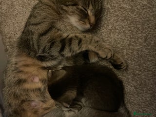 Mixed Breed cats Scottish fold kittens - Advert 1