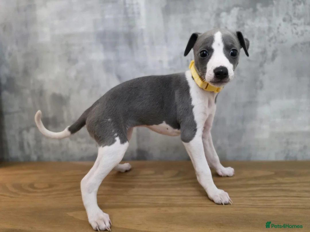 Whippet dogs for sale: Whippets blue and white  - Advert 1