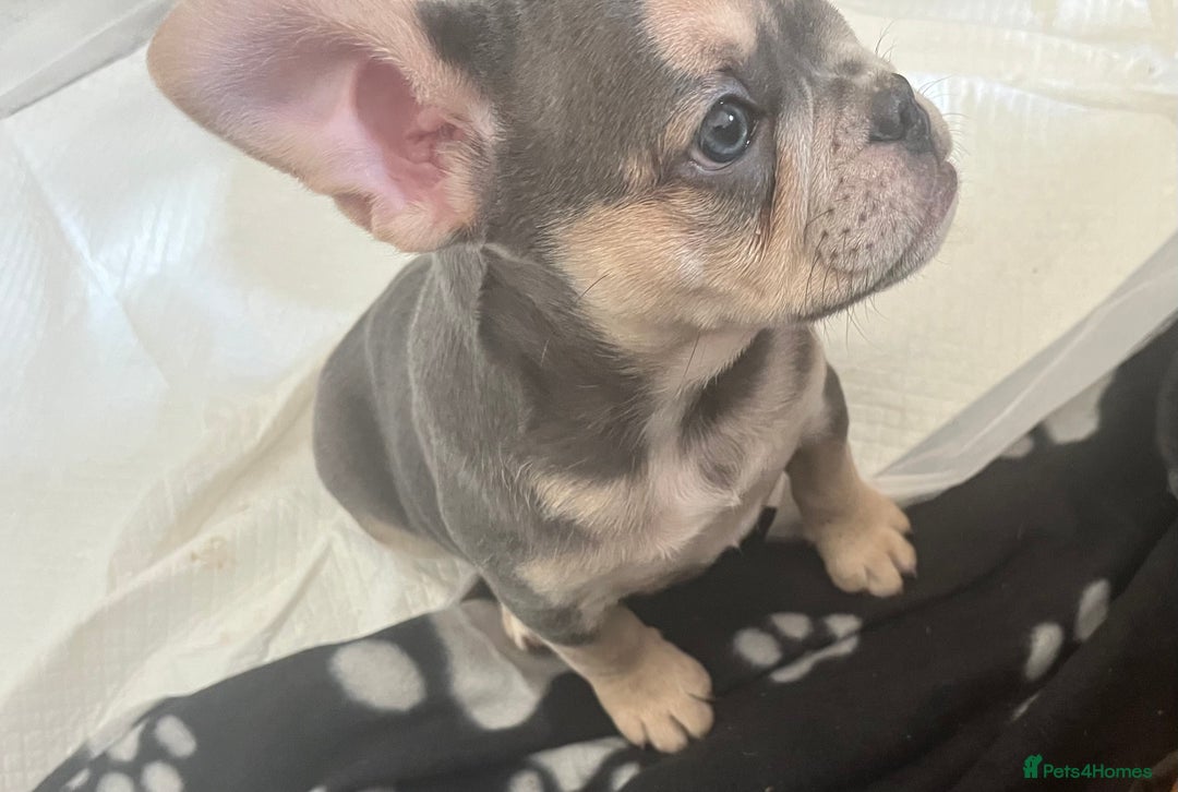 Mixed Breed dogs for sale: Beautiful female puppy ready today  - Image 38