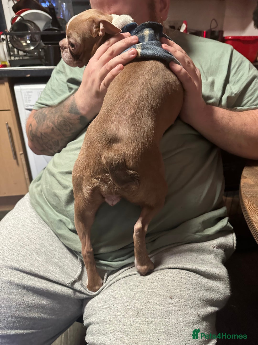 Mixed Breed dogs for sale: Hshehdbxhejdbdbd dhdhdbdhhdbdndjjdbdbdhdhdhhdhdhhd - Advert 2