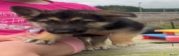 German Shepherd dogs for sale: German shepherd pups - Advert 7
