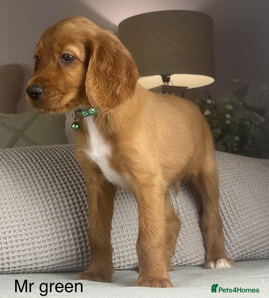 Irish Doodle dogs for sale: The perfect Doodle - Advert 18