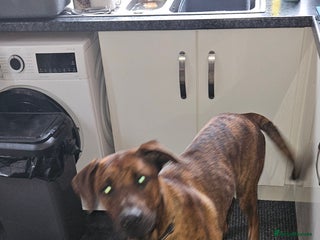 Mixed Breed dogs Dutch shepherd cross doberman - Advert 2