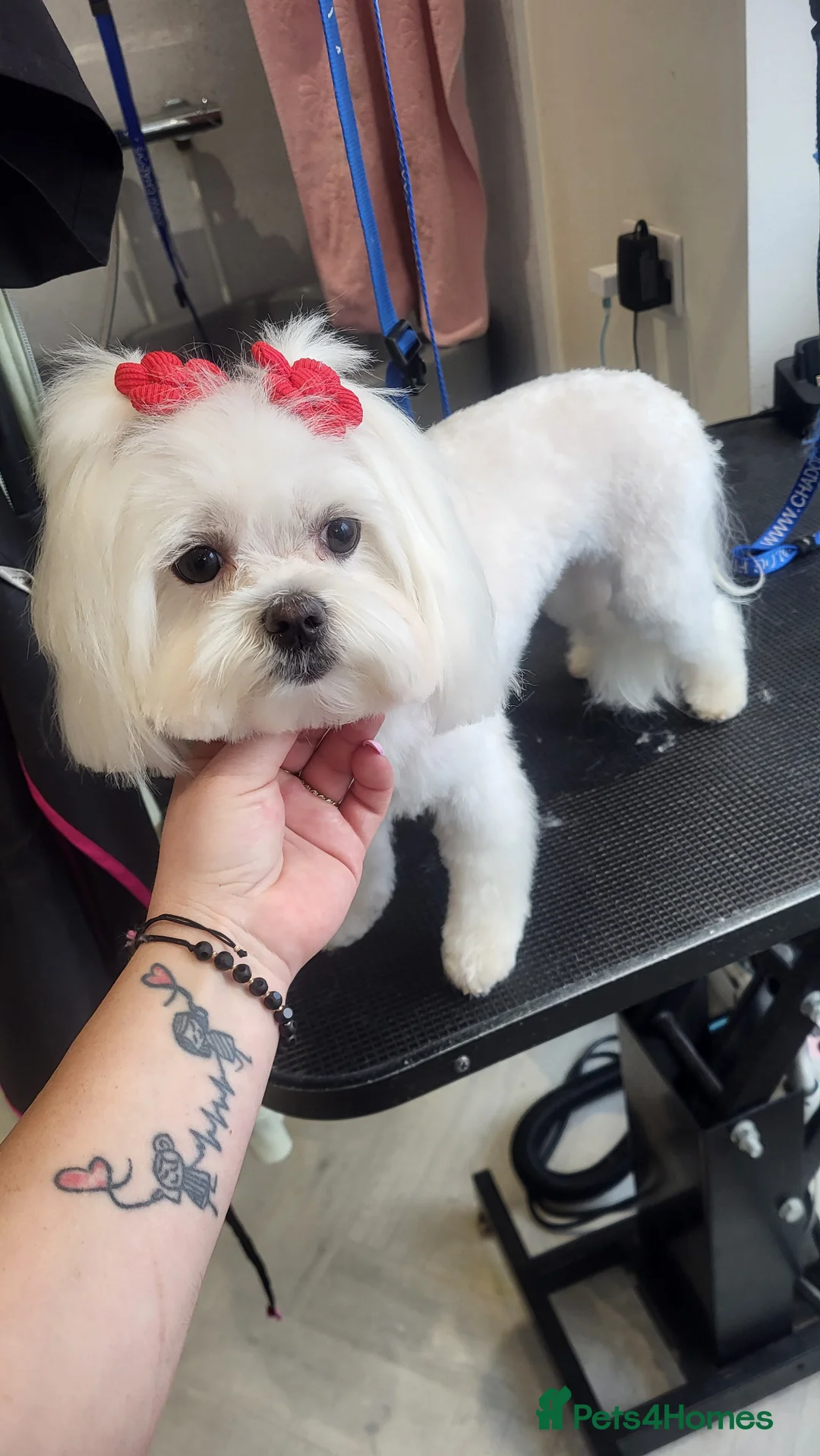 Maltipoo dogs for sale: Maltipoo 2 girls - Advert 2