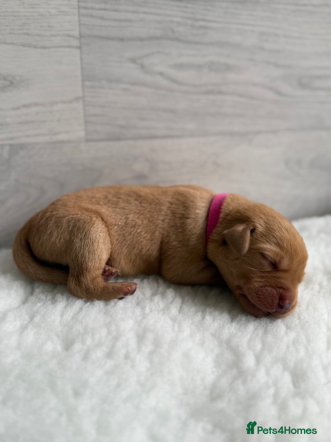 Labrador Retriever dogs for sale: Fox Red Lab Pups 🐶🩵 - Image 7