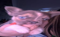 French Bulldog dogs for sale: Visual lillac pied male pup  - Image 3