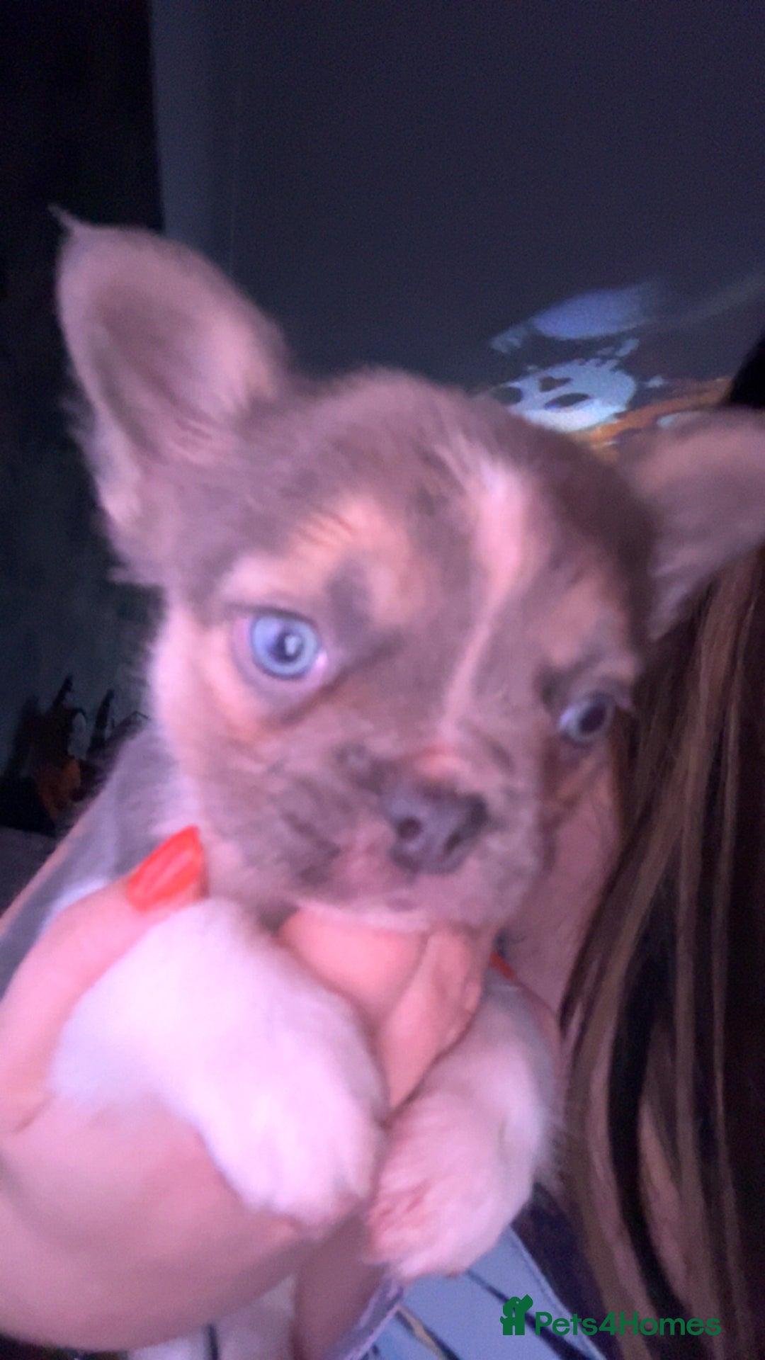 French Bulldog dogs for sale: Visual lillac pied male pup  - Image 3