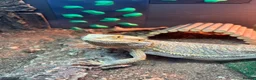 Bearded Dragon reptiles for sale: Rankin dragon for sale  in Sheerness - Advert 2