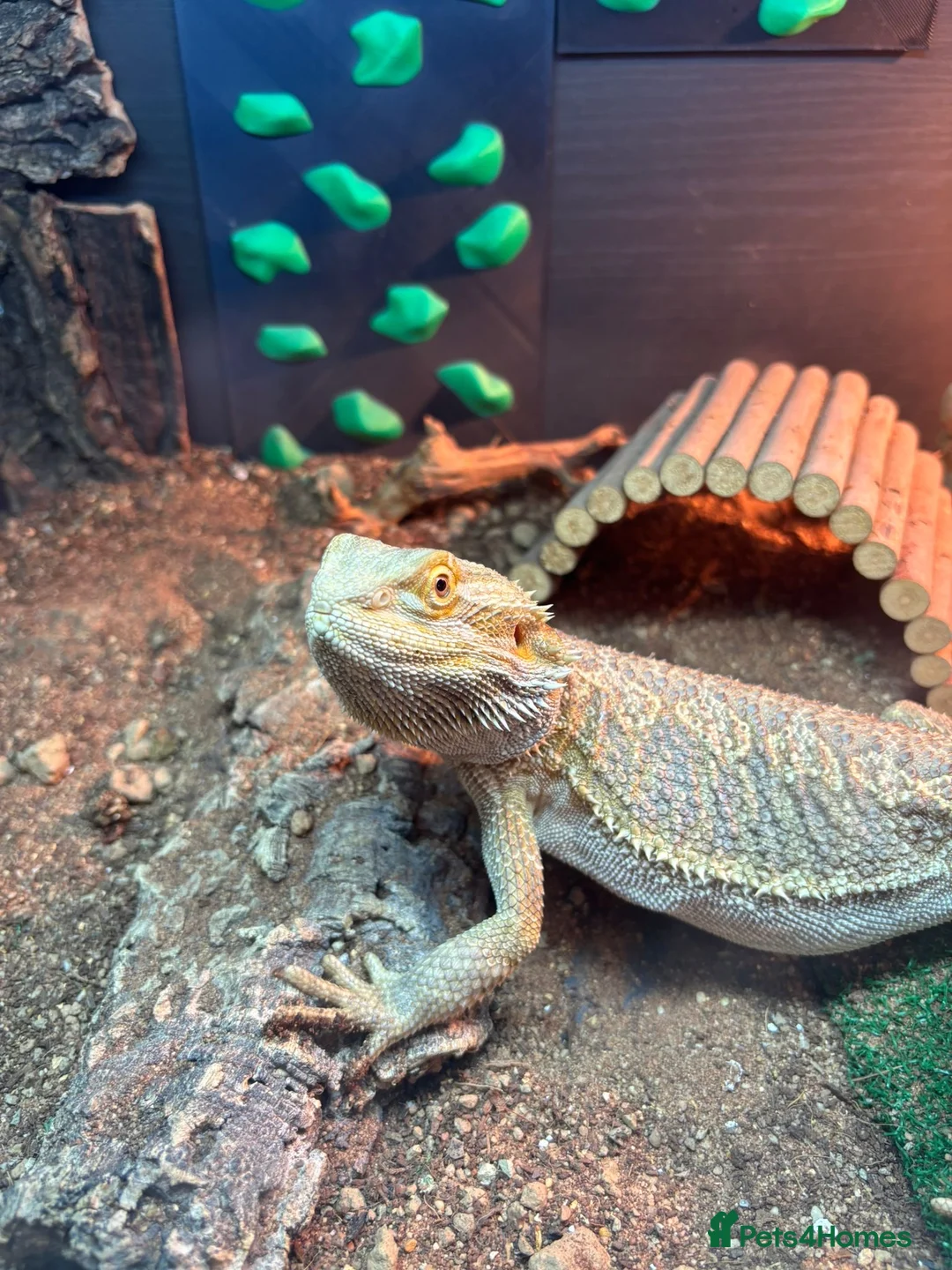 Bearded Dragon reptiles for sale: Rankin dragon for sale  in Sheerness - Advert 2