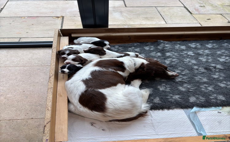 Sprocker dogs - Advert 1