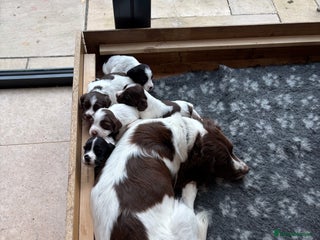 Sprocker dogs - Advert 9