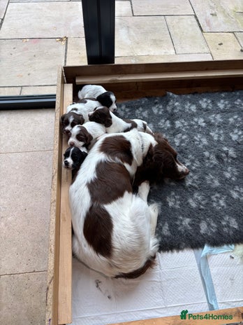 Sprocker dogs - Advert 13
