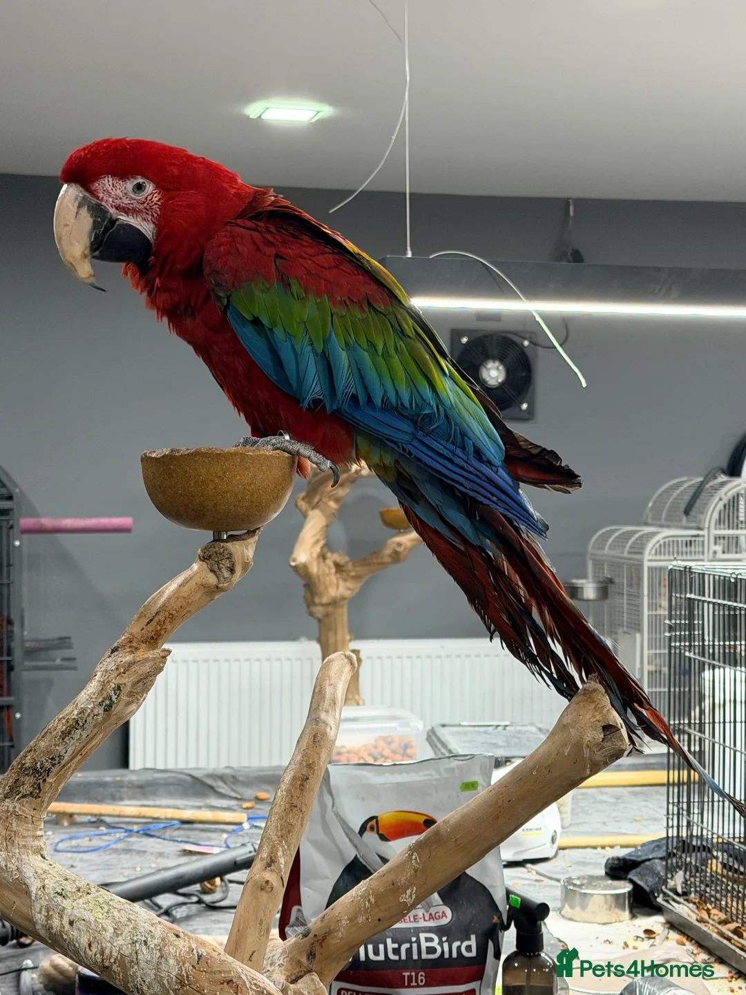 Macaws birds for sale: Stunning Green-Winged Macaw - Advert 3