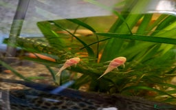 Plecos fish for sale: Plecos Albino Bristlenose - Image 3